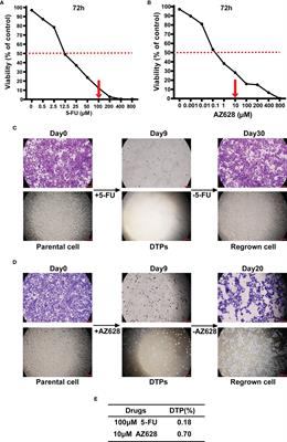 Glutathione Peroxidase 4 as a Therapeutic Target for Anti-Colorectal Cancer Drug-Tolerant Persister Cells